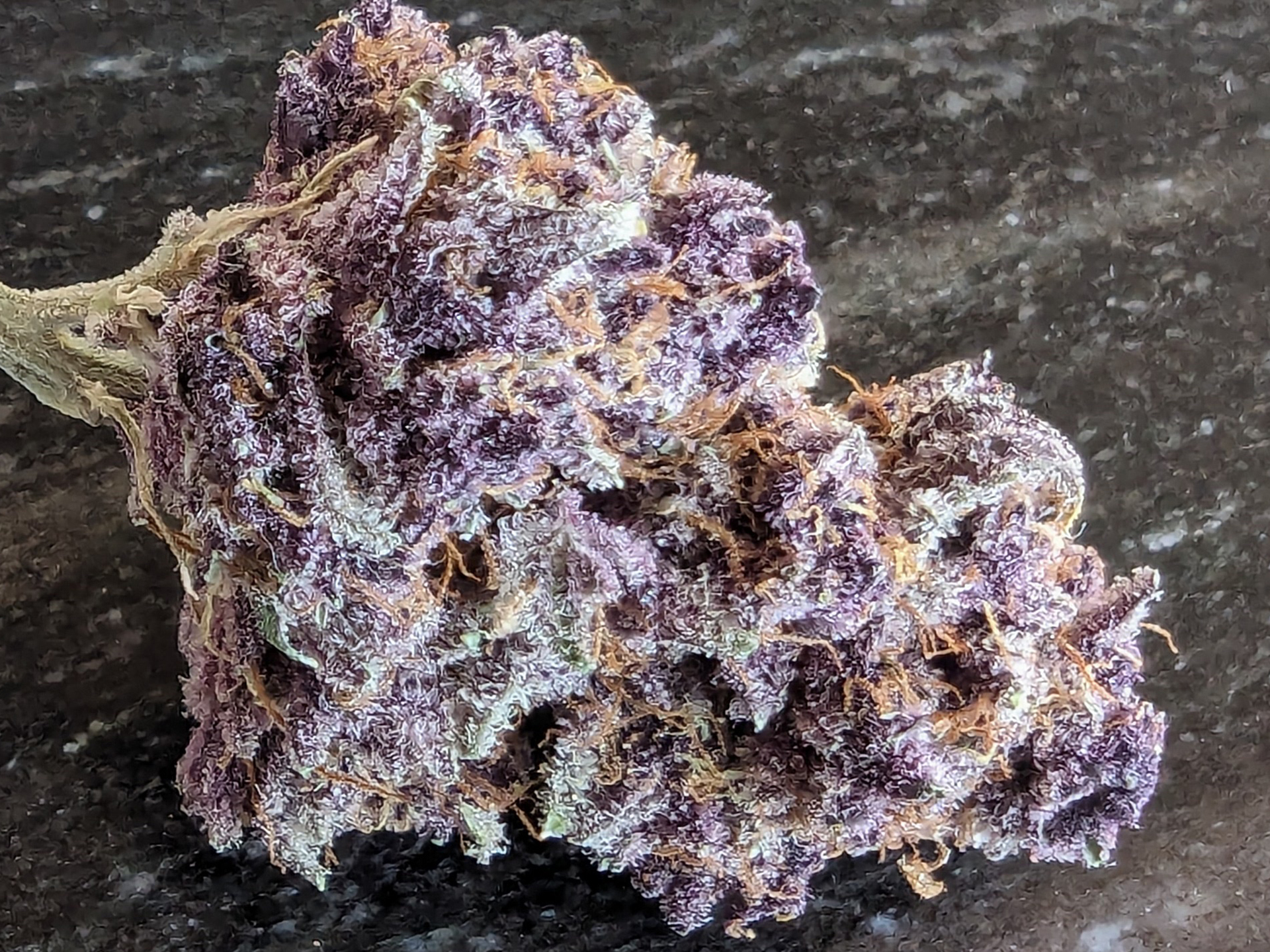Legal craft cannabis strain showcasing terpene-rich flower structure