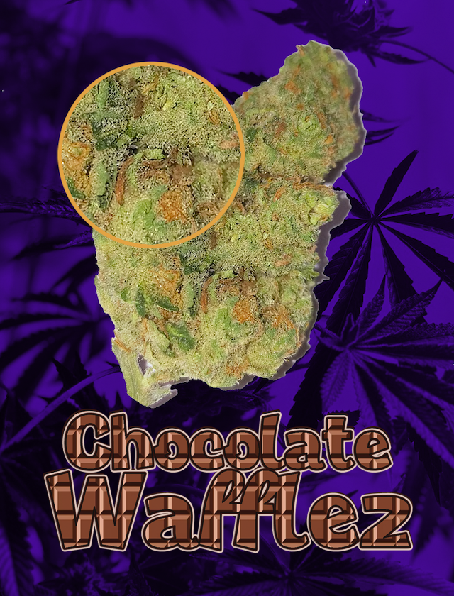 Chocolate Wafflez Strain / Sativa Dominant Hybrid