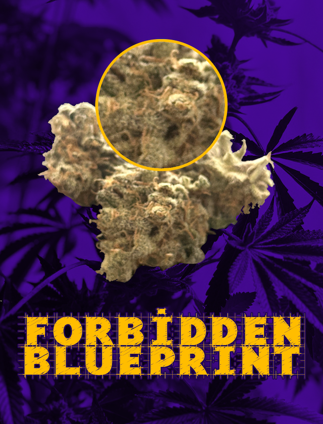 Forbidden Blueprint Cannabis Strain / Hybrid