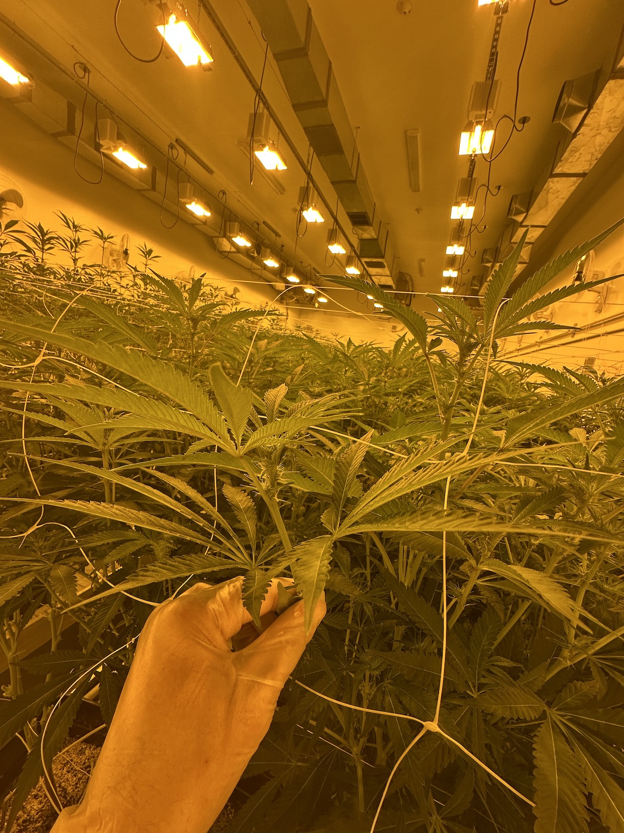 close up cannabis pic