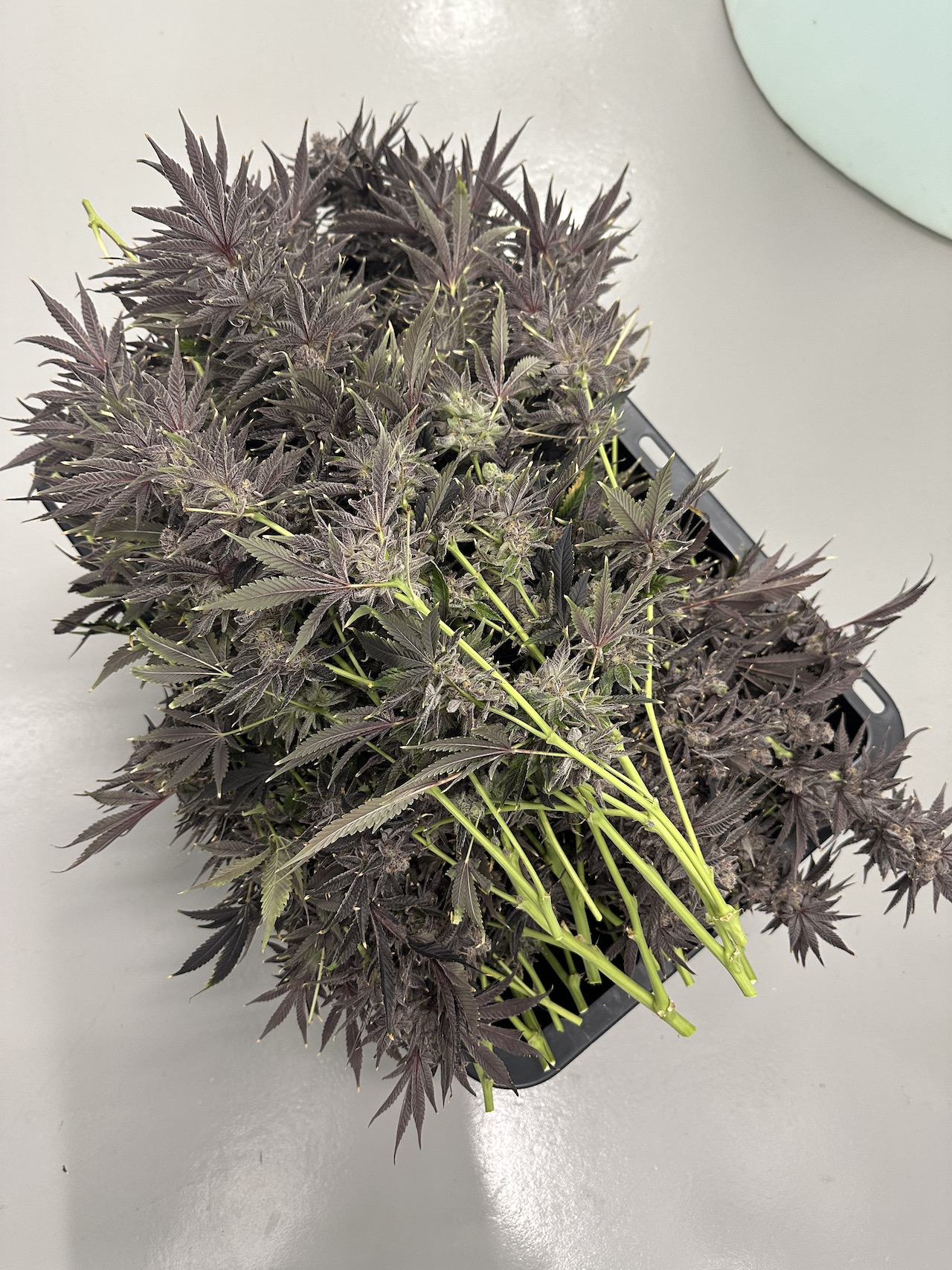 wasabi weed strain