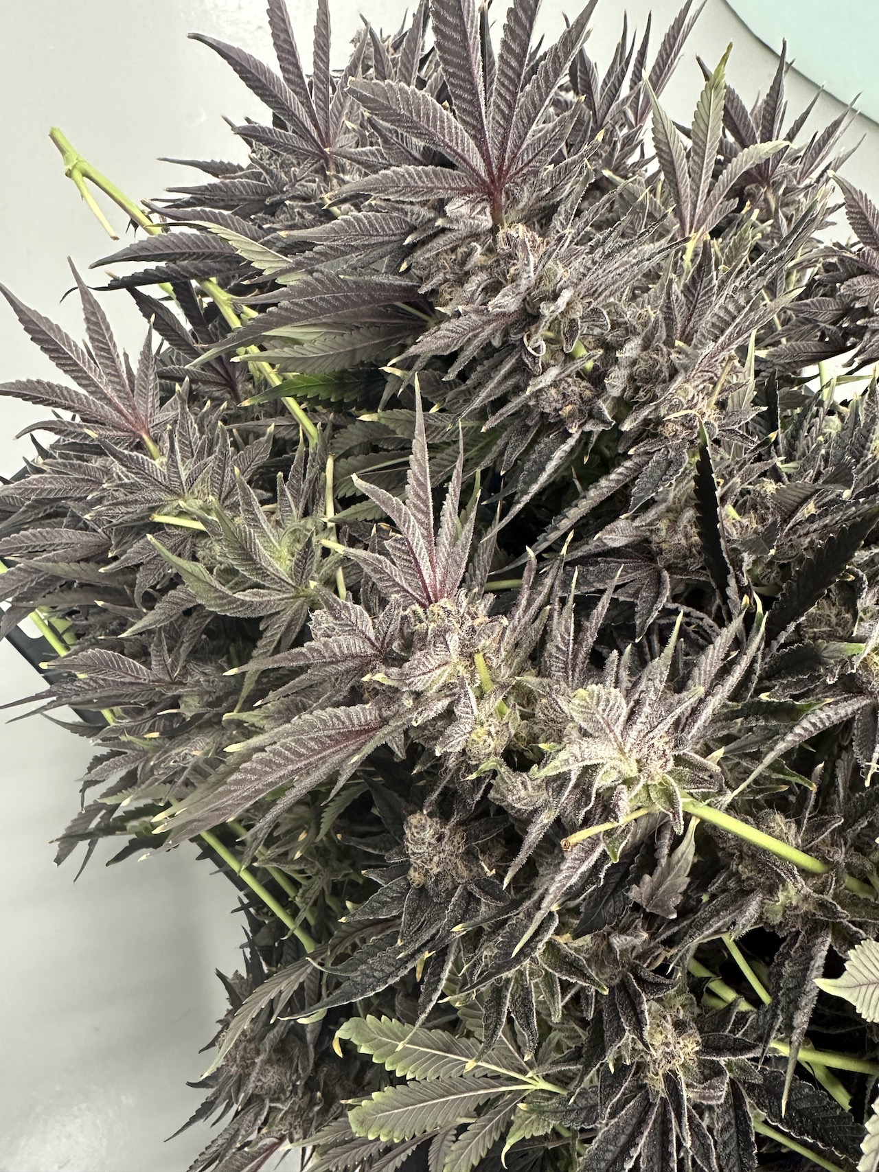 freshly harvested cannabis