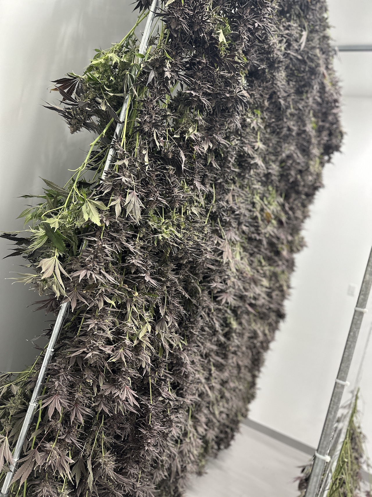 purple weed