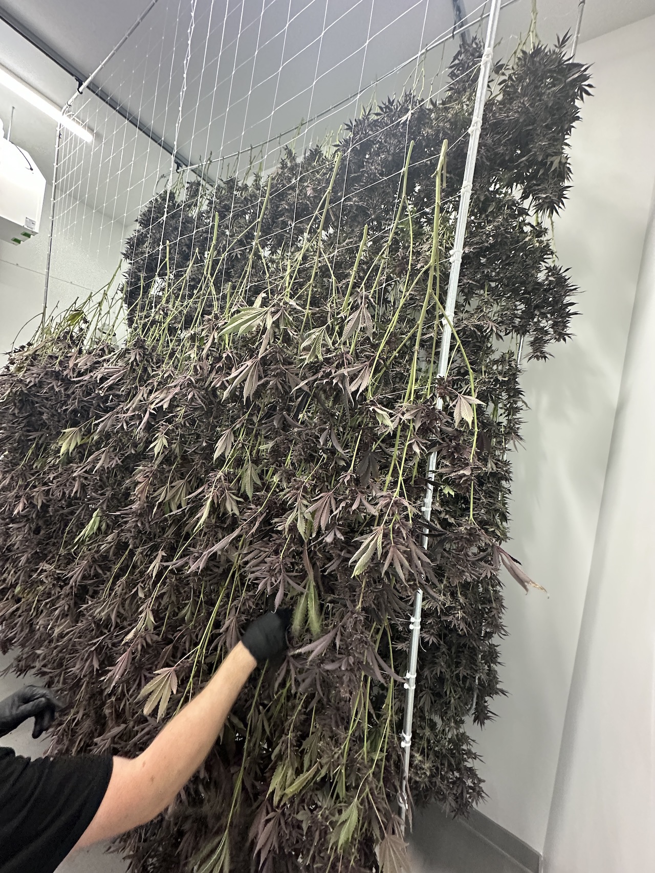 cannabis drying rack system canada