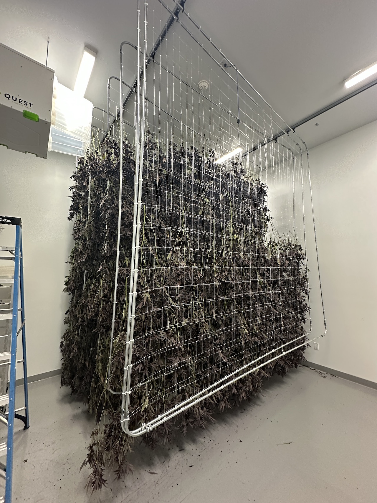 dried weed